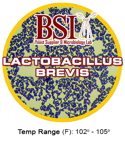 A representative icon of the brewing bacteria lactobacillus brevis.