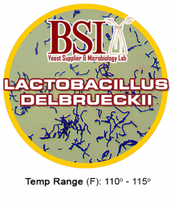 An icon of the brewing bacteria strain lactobacillus delbrueckiii.
