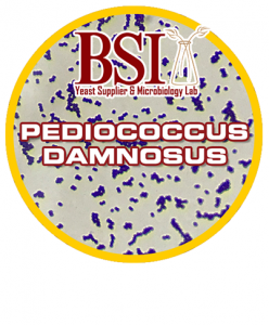 An image representative of the brewing bacteria pediococcus damnosus.