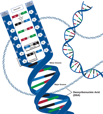 An image of DNA coding from National Human Genome Research Institute.