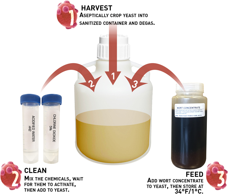 Clean and Feed - Brewing Science