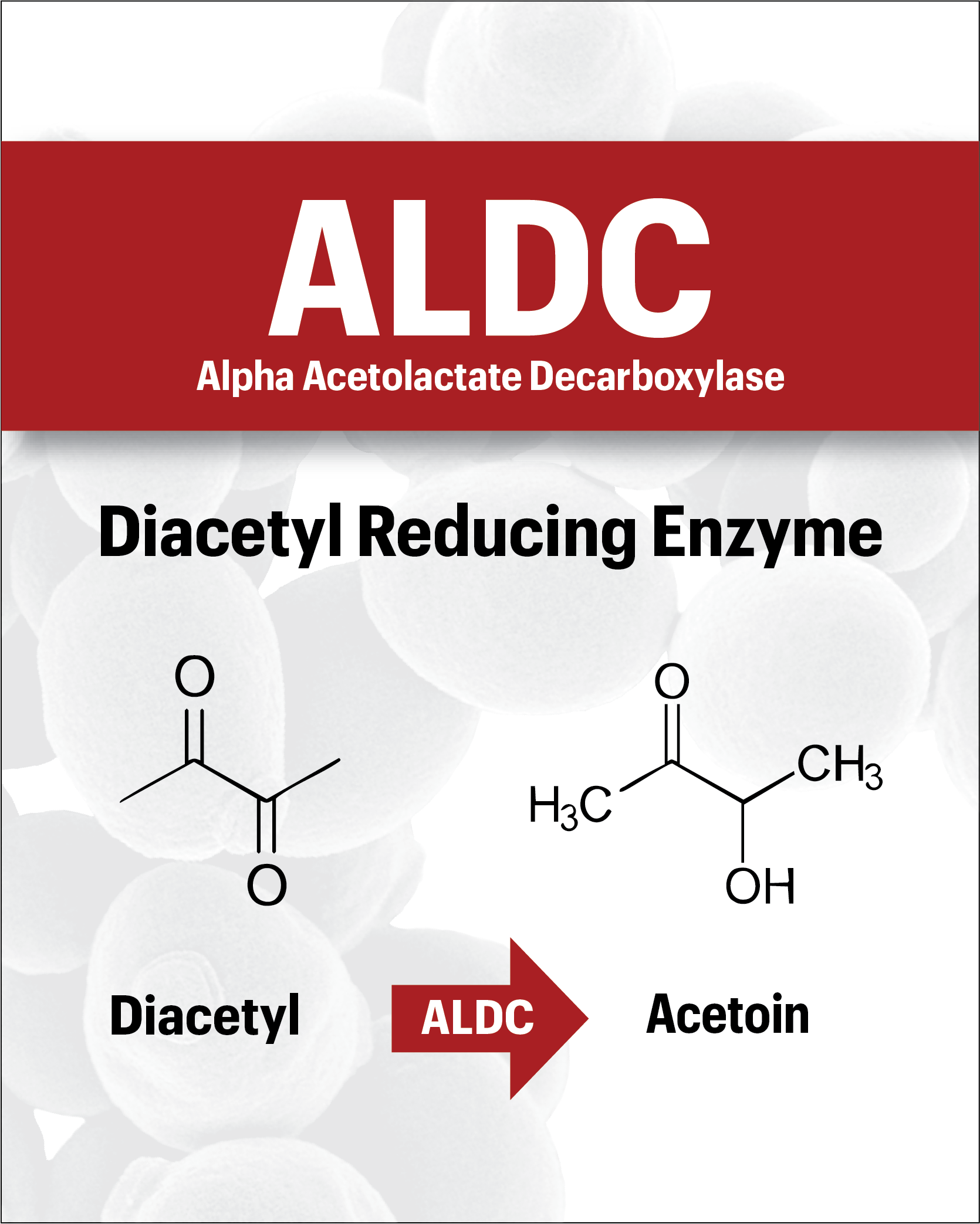 ALDC Enzyme (Alpha-Acetolactate Decarboxylase)